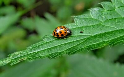 Les signes révélateurs d’une infestation de punaises de lit à surveiller