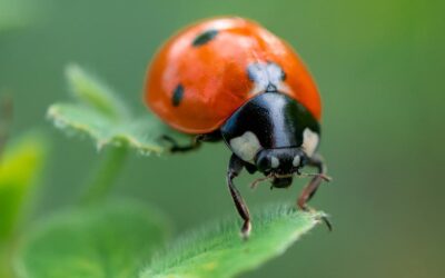 Comment protéger votre entreprise contre les infestations de punaises de lit