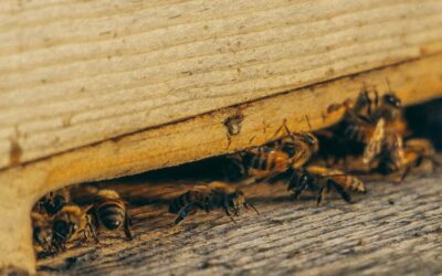 Les meilleures pratiques de lutte antiparasitaire pour les propriétaires de restaurants