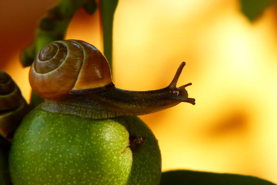 Hotel Pest Prevention