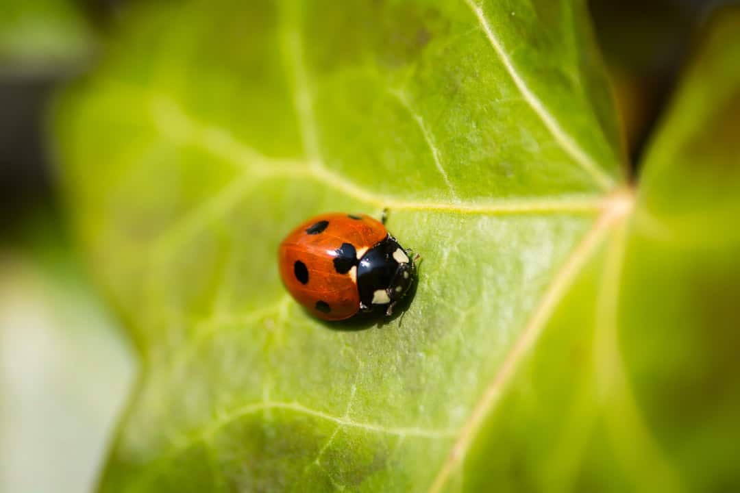 Preventing Bed Bugs in Restaurants