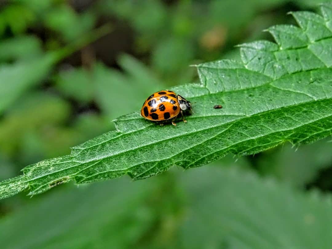 Preventing Hotel Bed Bug Complaints