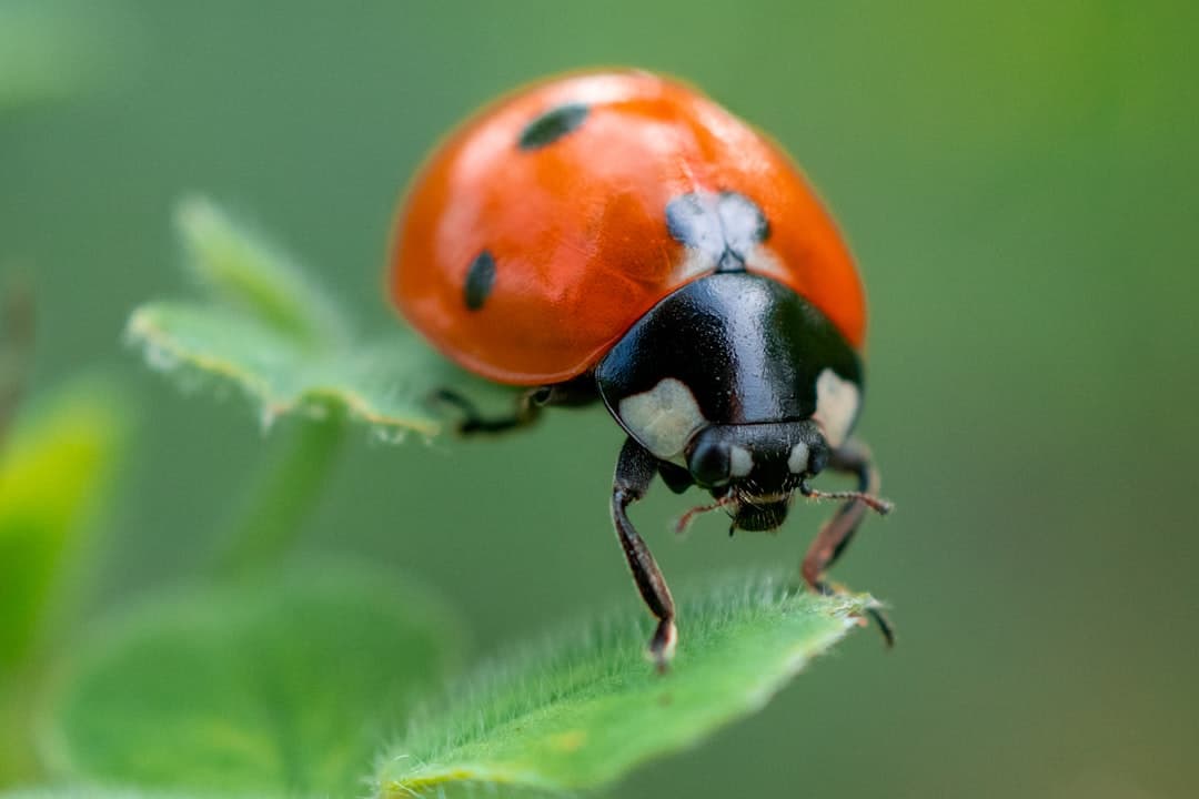 Bed Bug Elimination Techniques