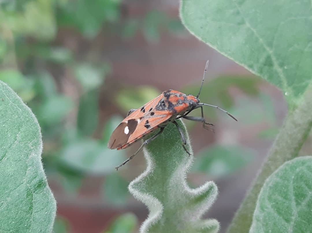 Home Insect Control